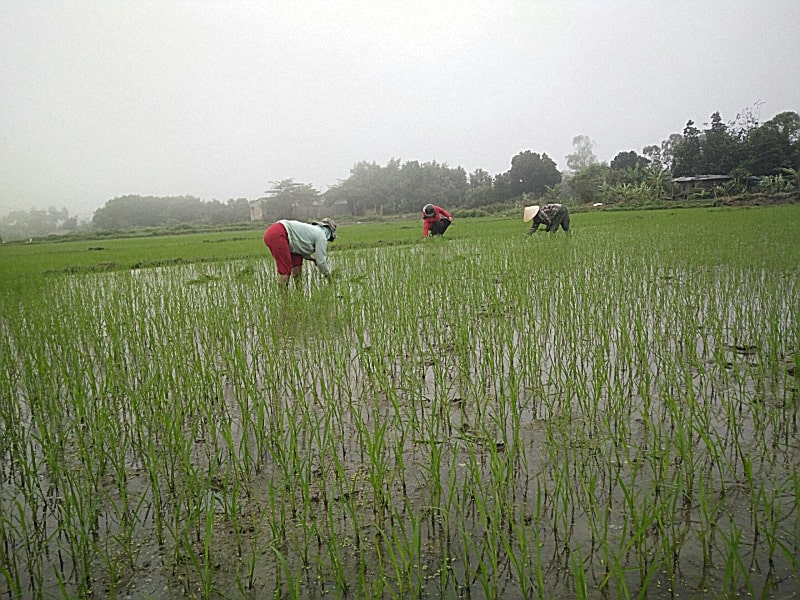 Đất trồng lúa nước là gì
